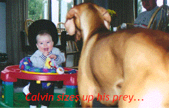 hunt_seq.gif (119943 bytes)