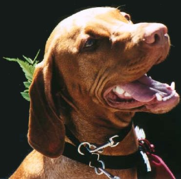 covershot.jpg (25710 bytes)